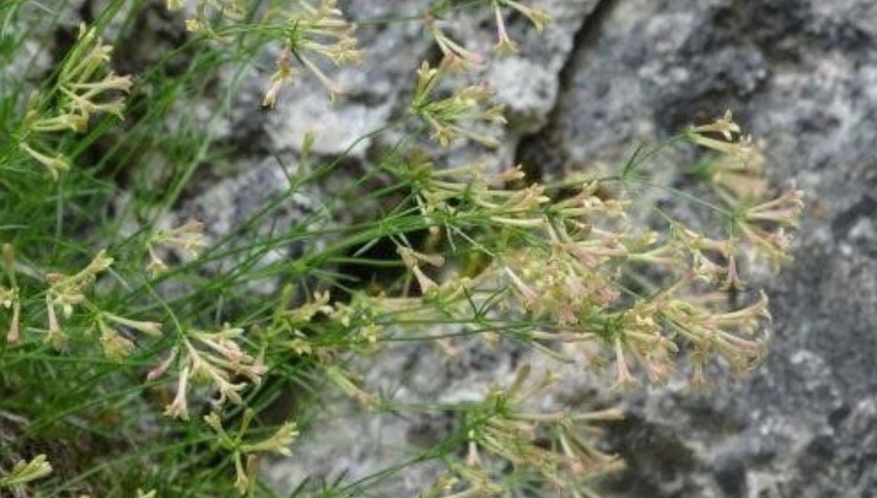 endemik bitki turu kesfedildi paflagonya belumotu adiyla literature girdi cubajzX5