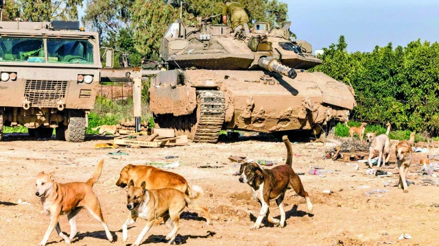 israilin gazzede sebep oldugu insani kriz zirvede kopekler cenazeleri yiyor nRxvefyc