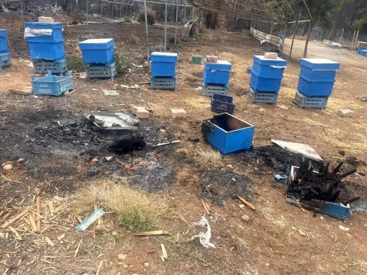 bursada ari kovani destegi projesi baslatildi KuZ6Ddxy