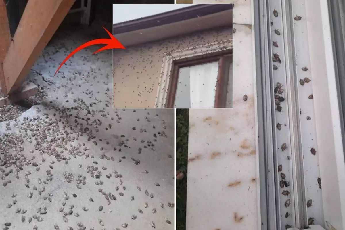 dunyanin sonunu getirecegi soylenen bocekle ilgili korkutan uyari tum turkiyeye yayilabilir jrvjScES