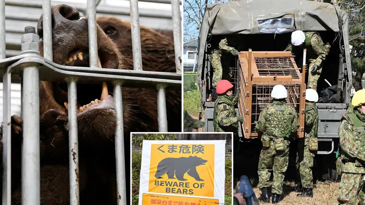 ayi saldirilari kontrolden cikti askerler sahaya iniyor InxMPgvs.jpg