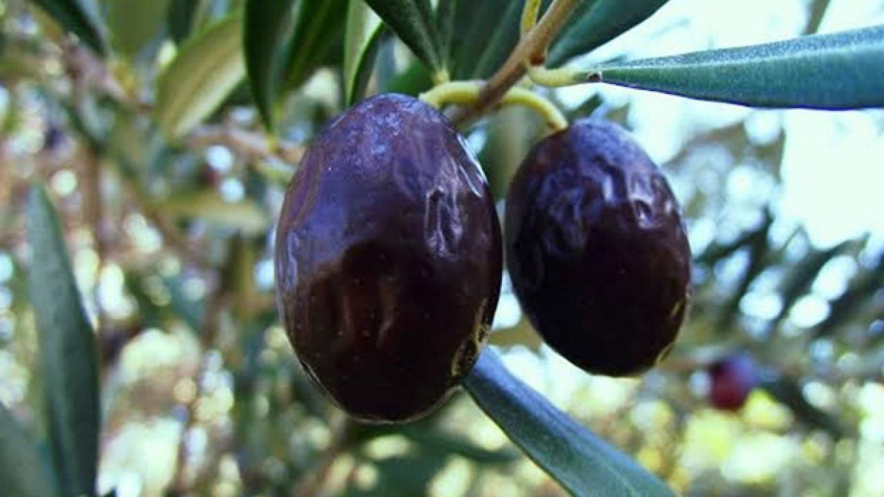 zeytinin en dogal hali karaburun hurma zeytini hasadi basladi eFmDQQDO.jpg