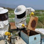 kuyucakta-ari-kovani-imalati-dunyaya-aciliyor-pv6VDWd5