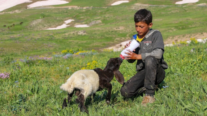 2 bin 625 rakimda bereket yagdi meralar otla doldu sut verimi tam 10 kat wXflUaeJ